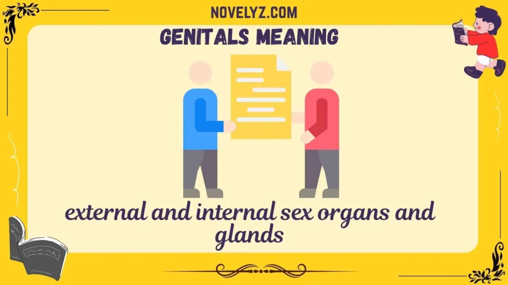 genitals meaning