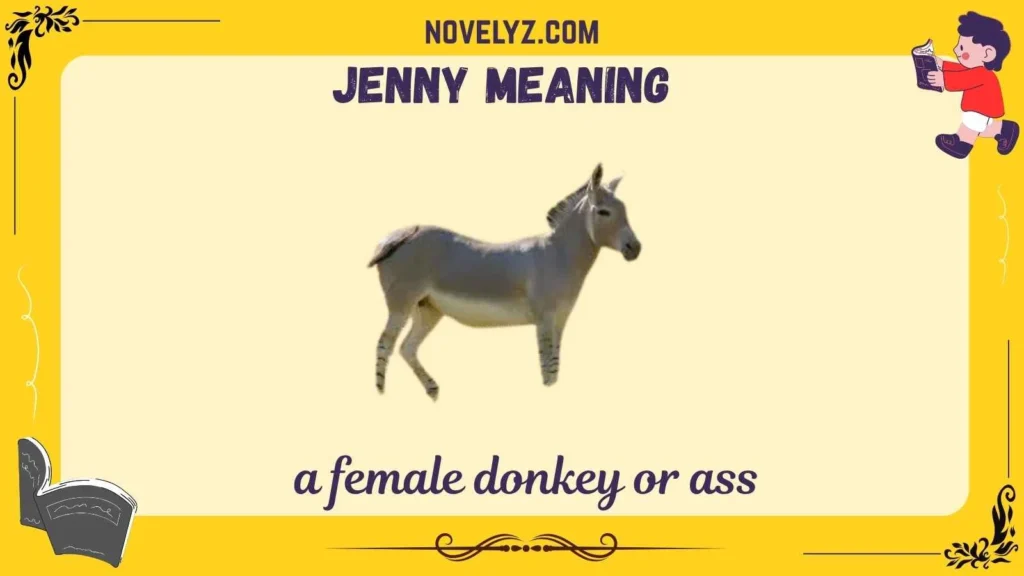 jenny meaning